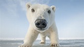 Snowbound: Animals of Winter | About | Nature | PBS