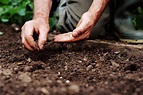 Determining the Proper Depth to Plant Seeds