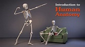 Introduction to Human Anatomy for Artists - Proko