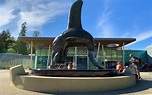 Vancouver Aquarium Conquered in A Thorough Guide - Vancouver Planner
