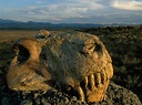 What Caused the World's Greatest Extinction? | Geology In