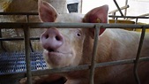 El impacto del estrés calórico en porcinos - AgroLink