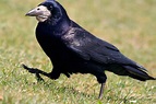 Corbeau freux - Migrations