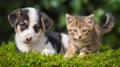 Plus de 1 000 chiens et chats disponibles pour 25 adoptions au centre ...
