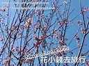 2023年荔枝角公園櫻花:賞櫻位置+拍攝心得(3月持續更新) - 花小錢去旅行