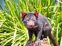 Los animales más extraños de Australia - Next Goal Agency