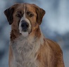 „Ruf der Wildnis“: Vom Hund zum Wolf – Filmstart und Trailer - WELT