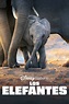 Ver Los elefantes (2020) Online Latino