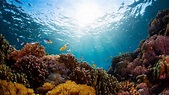 Korallreven - ett av världens mest hotade ekosystem - Ekoappen