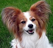 Papillon (dog) - Simple English Wikipedia, the free encyclopedia