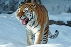 +50 Curiosidades sobre el Tigre siberiano ¡SORPRENDENTES!