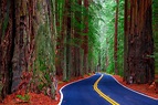 Foto Kalifornien USA Redwood State Park Natur Wege Wälder Bäume