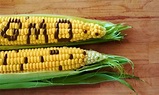 Monsanto’s Genetically Engineered Sweet Corn a Flop? - EcoWatch