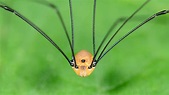 How to Get Rid of Daddy Long Legs Naturally - Getridofallthings.com