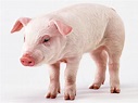Pig Wallpapers - Pets Cute and Docile