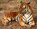 File:2012 Suedchinesischer Tiger.JPG - Wikipedia
