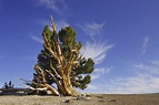 La historia del árbol más viejo del mundo, que supera en edad a las ...