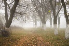 Photo of a Dense Fog with Dense Fog in Warm Shades Stock Photo - Image ...