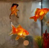 Goldfish Free Stock Photo - Public Domain Pictures