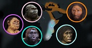 Animated history of hominin evolution | AMNH