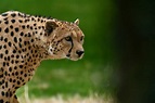 guepard - www.llantasmex.com