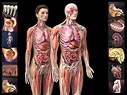 Human Anatomy 3d Model - hereufil
