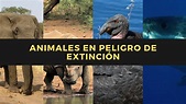 Top 178+ Imagenes sobre los animales en peligro de extincion ...