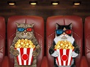 20 Best Cat Movies Of All Time (With Trailers) | Pet Keen