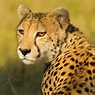 Guépard | Zoologiste.com