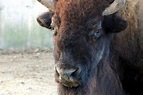 Free picture: face, american bison