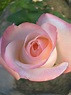 Rosa rosae | 꽃