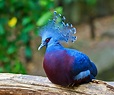 Flights of fancy: the most colorful and exotic birds on the planet