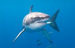 Tiburón Blanco (Carcharodon carcharias)