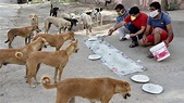 Homeless dogs that have been starving for days are now being fed by ...