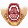 Glándulas salivales: funciones, tipos, enfermedades