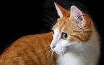 Cat's Ears - Anatomy, Care & Disorders of Cat Ears - Cat-World