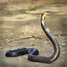 Habitat and Other Facts About the Majestic and Scary King Cobras