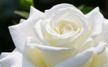 THE MEANING OF WHITE ROSES | Best Flower Delivery Limerick | Flowers ...