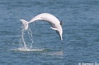 迎難而上的海豚保育挑戰 | WWF Hong Kong
