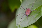 Fascinating Facts About Daddy Long Legs That'll Make Your Skin Crawl ...