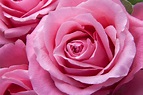 Free Images : nature, flower, petal, love, pink, flora, flowers, tender ...