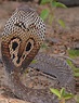 File:Spectacled cobra.JPG - Wikimedia Commons