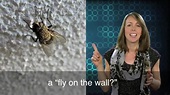 English in a Minute: Fly on the Wall
