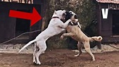 Dogo argentino VS Kangal - ¿Quien es mas Poderoso? Dog Fight - YouTube