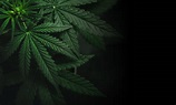 Main Street Marijuana- Washington State’s Top Selling Marijuana Stores
