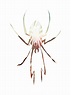Danger Days Spider 2 by Frank-Y on DeviantArt