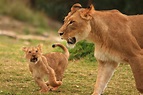 File:Lions & Lion Cubs.jpg
