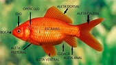 ⊛ PARTES DE UN PEZ 【 Guía Para Conocer la Anatomía de Peces