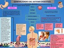 GENERALIDADES DEL SISTEMA DIGESTIVO. | Blog de Fisiología Médica