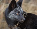 15 Beauty Photo Of Rare Black Foxes | 99inspiration